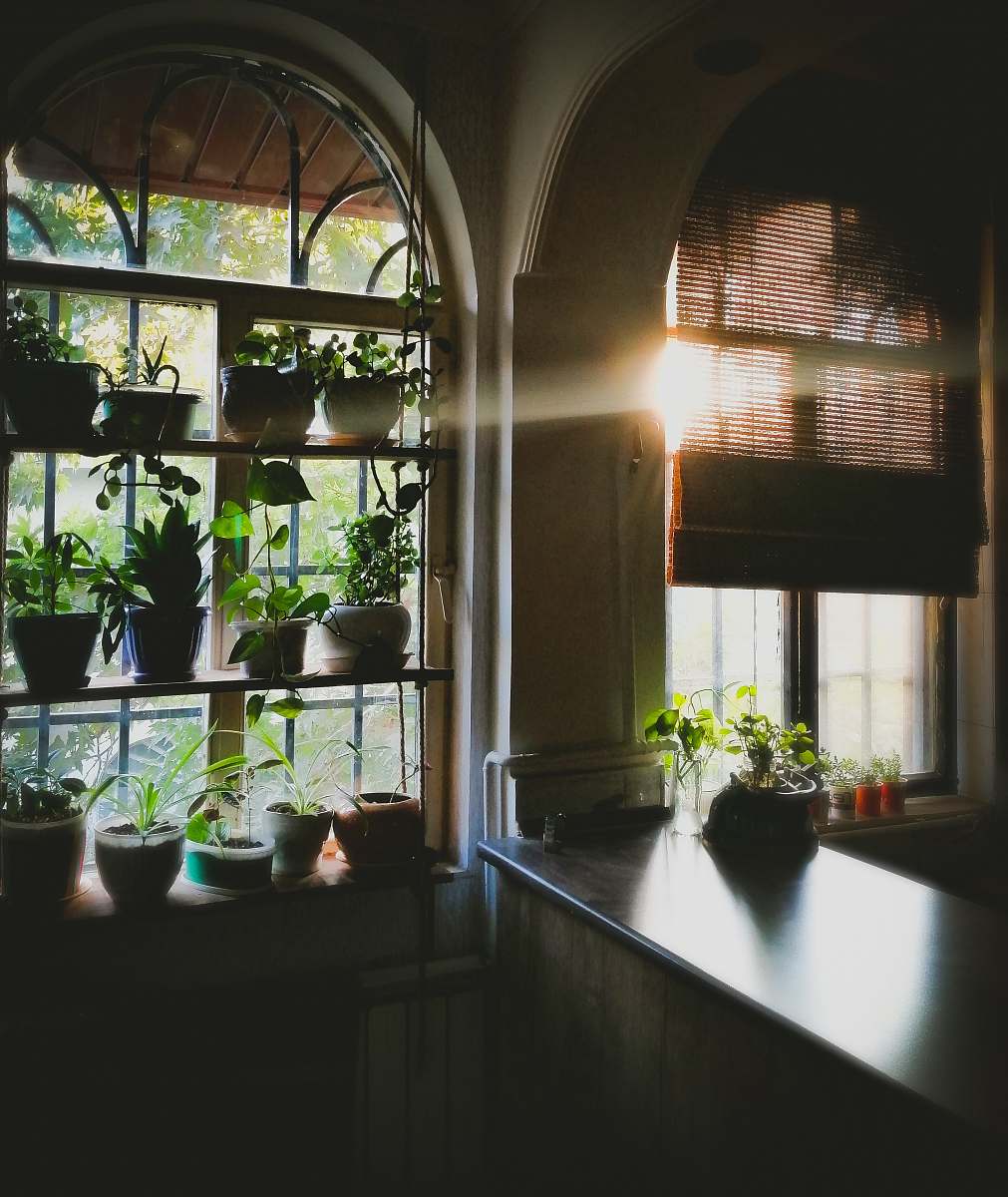 home decor plant pots displayed on windows indoors